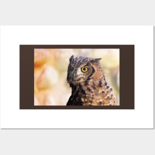 Cute owl portrait Posters and Art